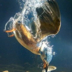 I Need a Life (Born Ruffians Cover)