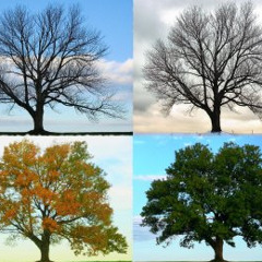 The 4 Seasons Of Alqonquin 2013