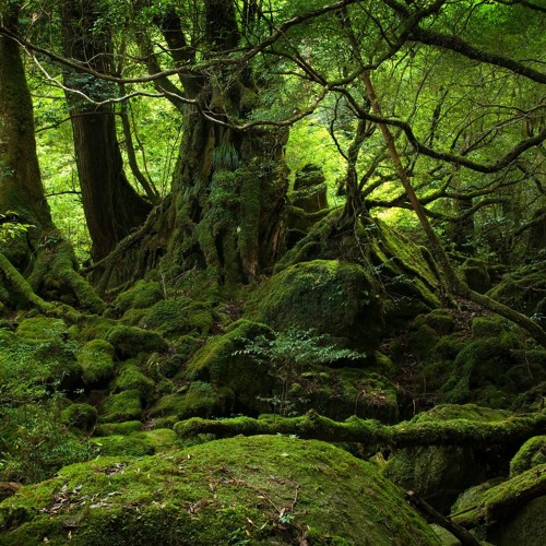 The middle path (432hz)
