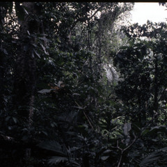 Bayaka rainforest soundscape at night (Central African Republic, 1996) [1997 21 2 355 (edit)]