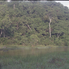 Gongé playing mbyo (Bayaka flute music, Republic of Congo, 1994) [1997 21 2 135 B 8]