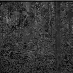 Gongé plays mbyo while the rain falls (Central African Republic, 1993) [1997 21 2 79 A 3]