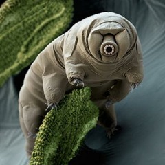 G.Latino aka I.Dot- Tardigrada