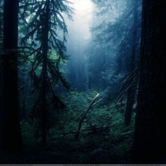 Lost in the Woods
