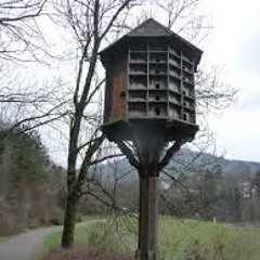 taubenlied 15 NdK 2011