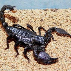 Scorpion Farm
