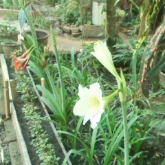 ခံစား ခ်က္​ထပ္တူသီခ်င္​း