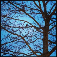 Machinatrix - Hidebird Blackout