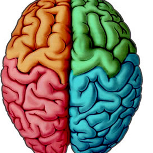 Ковид и мозг. Мозг вид сверху. Два полушария мозга. Надпись мозг.