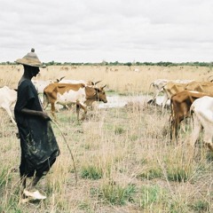 Cows and the Fula people