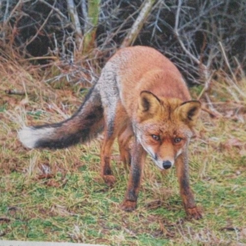 Tom B. - Der Fuchs geht durch den Wald ..