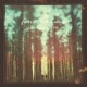 on Fossil Collective - Wolves