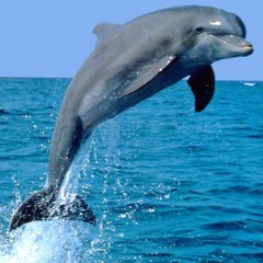Aeoliah ''Dolphin Serenade''