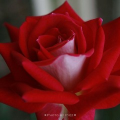 في حب الإمام علي عليه السلام