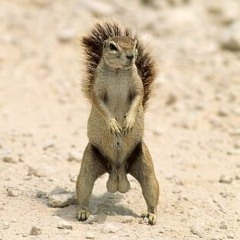 Impulsiv - Dicke Hoden 16er