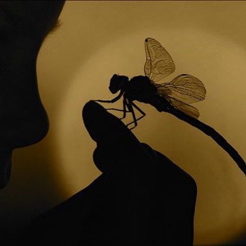 Henrik Frestadius. "Dragonfly"