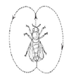 Waggle Dances (viola and cello, Quatuor Danel, 2011)