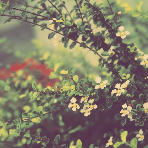 Laurelle & Alexander - Lost Stardust (Himalia Remix)