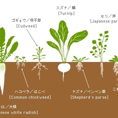 Spring Herbs