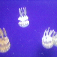 The Wind In the Chime (FREE DOWNLOAD TRACK)