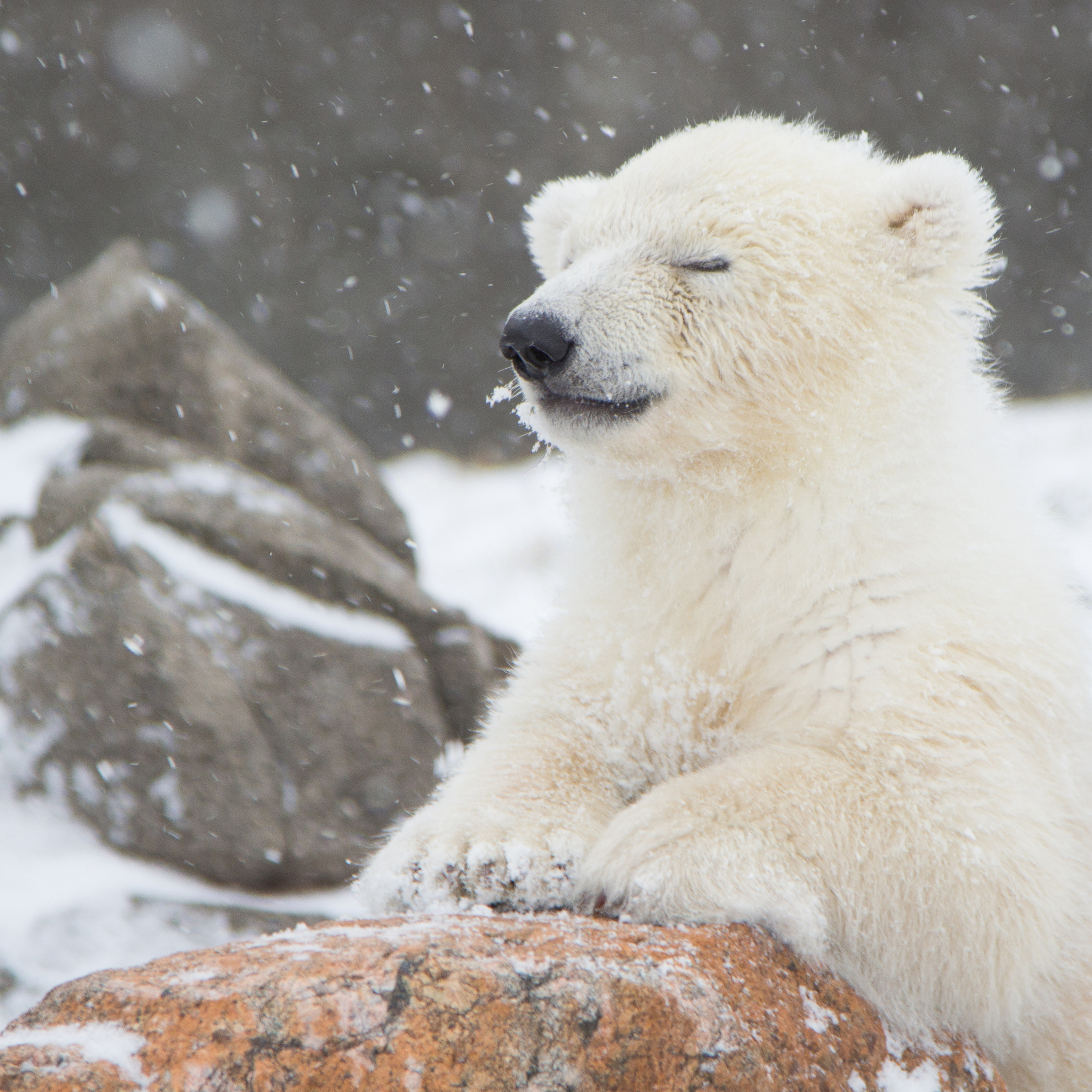 Baby Polar Bear Rescue episode artwork