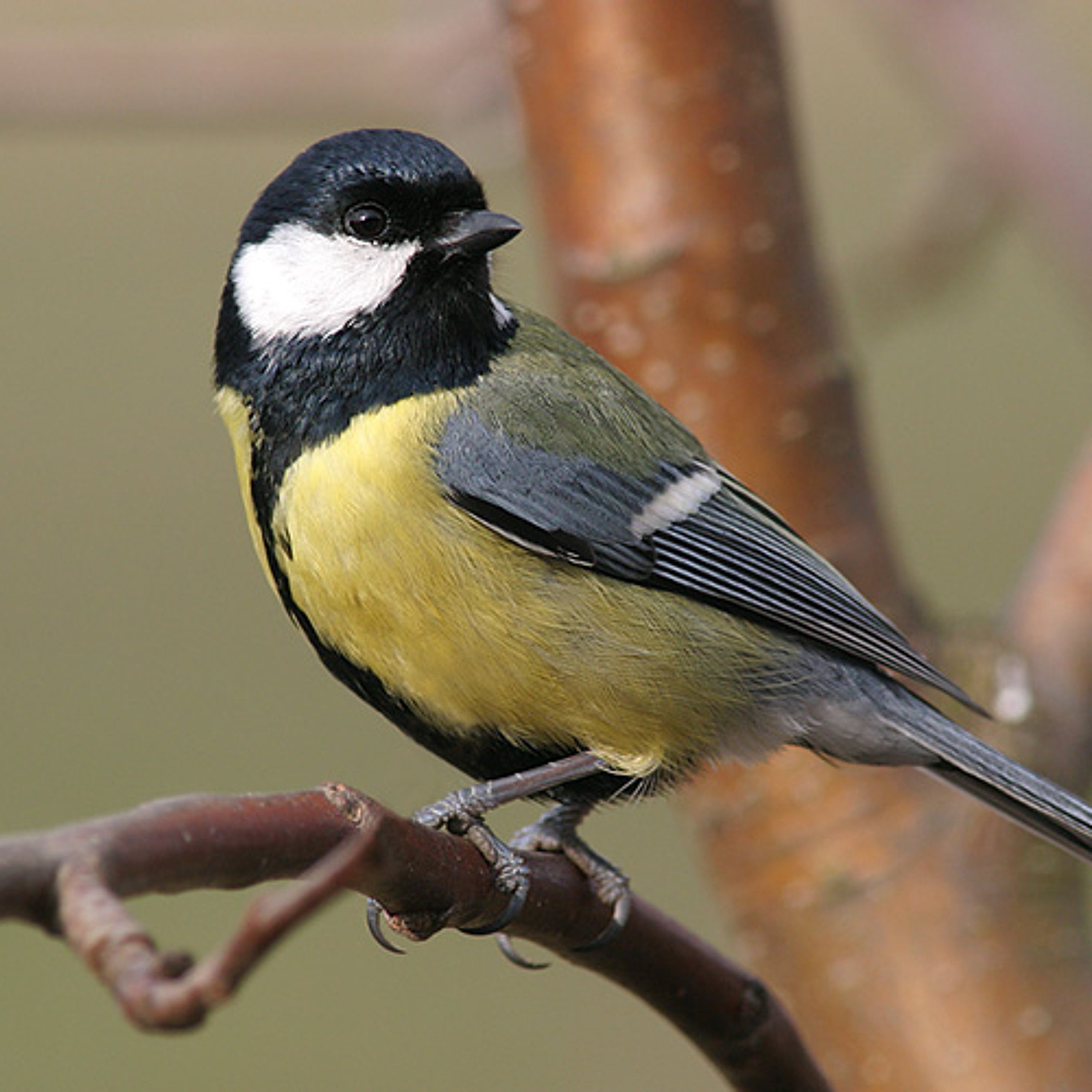 BIRDNOTE®/Urban Birds Change Their Tune episode artwork