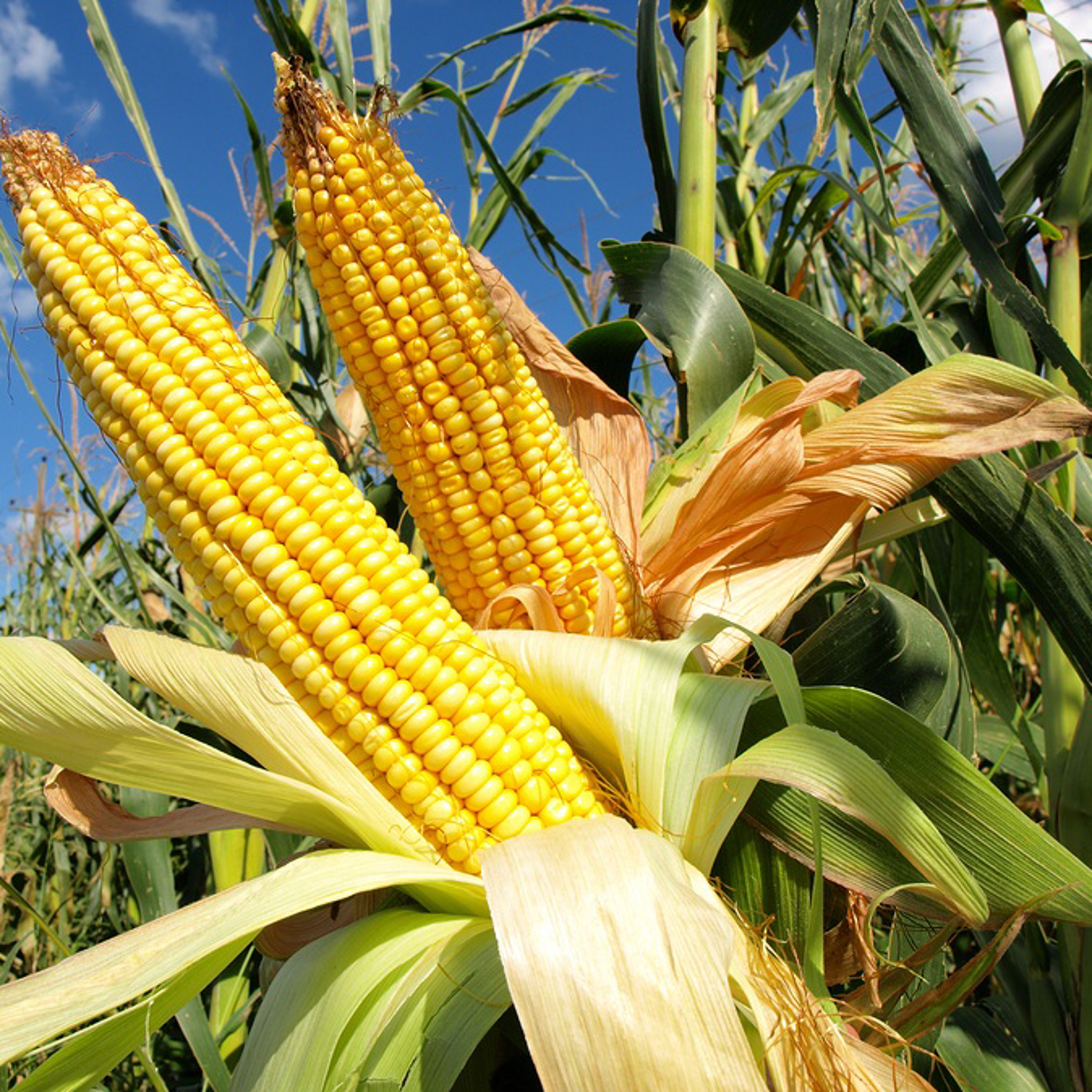 A Victory for GMOs episode artwork