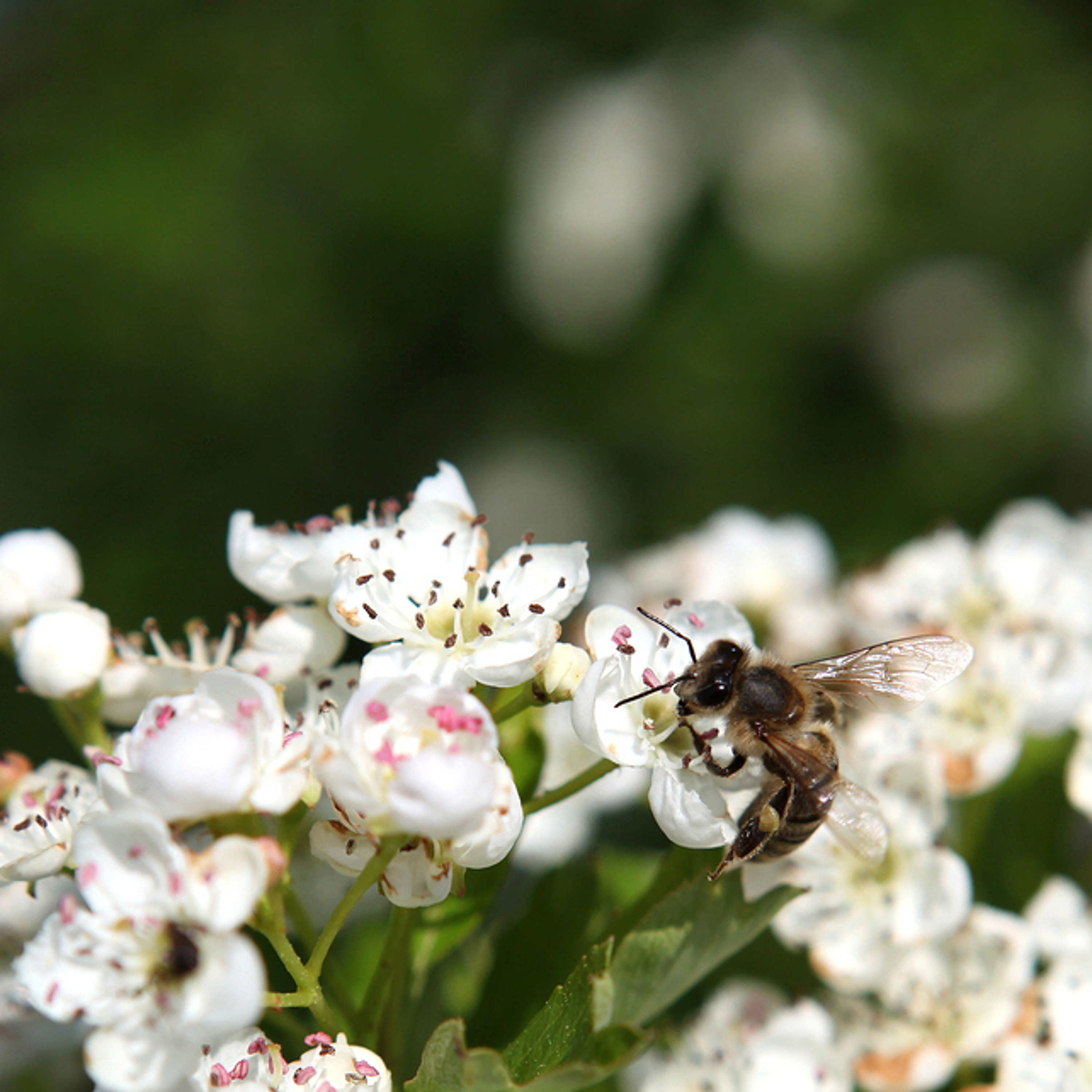 Bee Keepers Sue EPA episode artwork