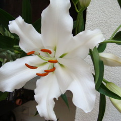 04 Hallelujia, Praise The Lamb