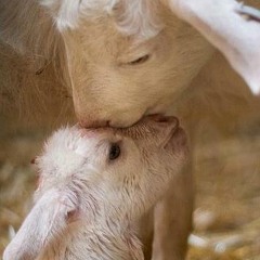 Honey(The Lamb)B-Track