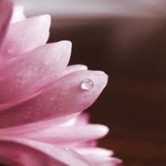 محمد رحيم - بالحب تكتمل الآشياء