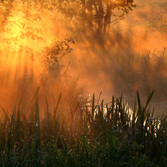 Nebel im Morgentau!!! ( reloaded )