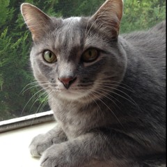Otis Chirping