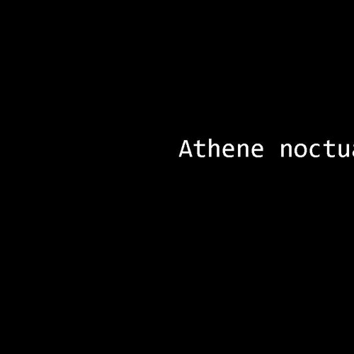 Athene noctuae