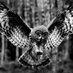 Bohemian owls - untitled