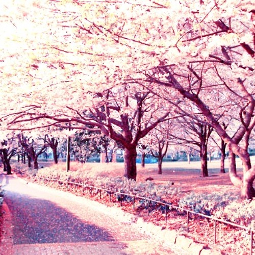 「Sakura by ikimono gakari」