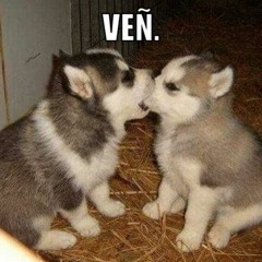 Quesadi-Jazz [Preview]