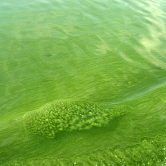 Algae Bloom In Seven