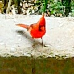 mondo diablo excerpt (Eat at Joe's)