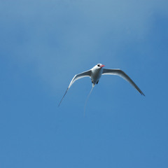 Drums, bass funk electro