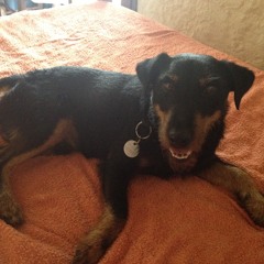 Quelle bete ce chien!