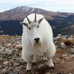 God Bless All Vampires Every Night