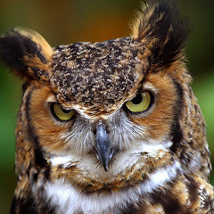 আকাশটা কাঁপছিল ক্যান