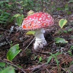 Fly Agaric - I See Myself