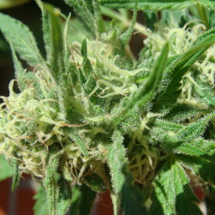 6.KennyWeed - Wishbone (bonus track)