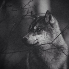 Seen It All - Jake Bugg (Cover)