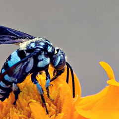 Minor Blue Bee