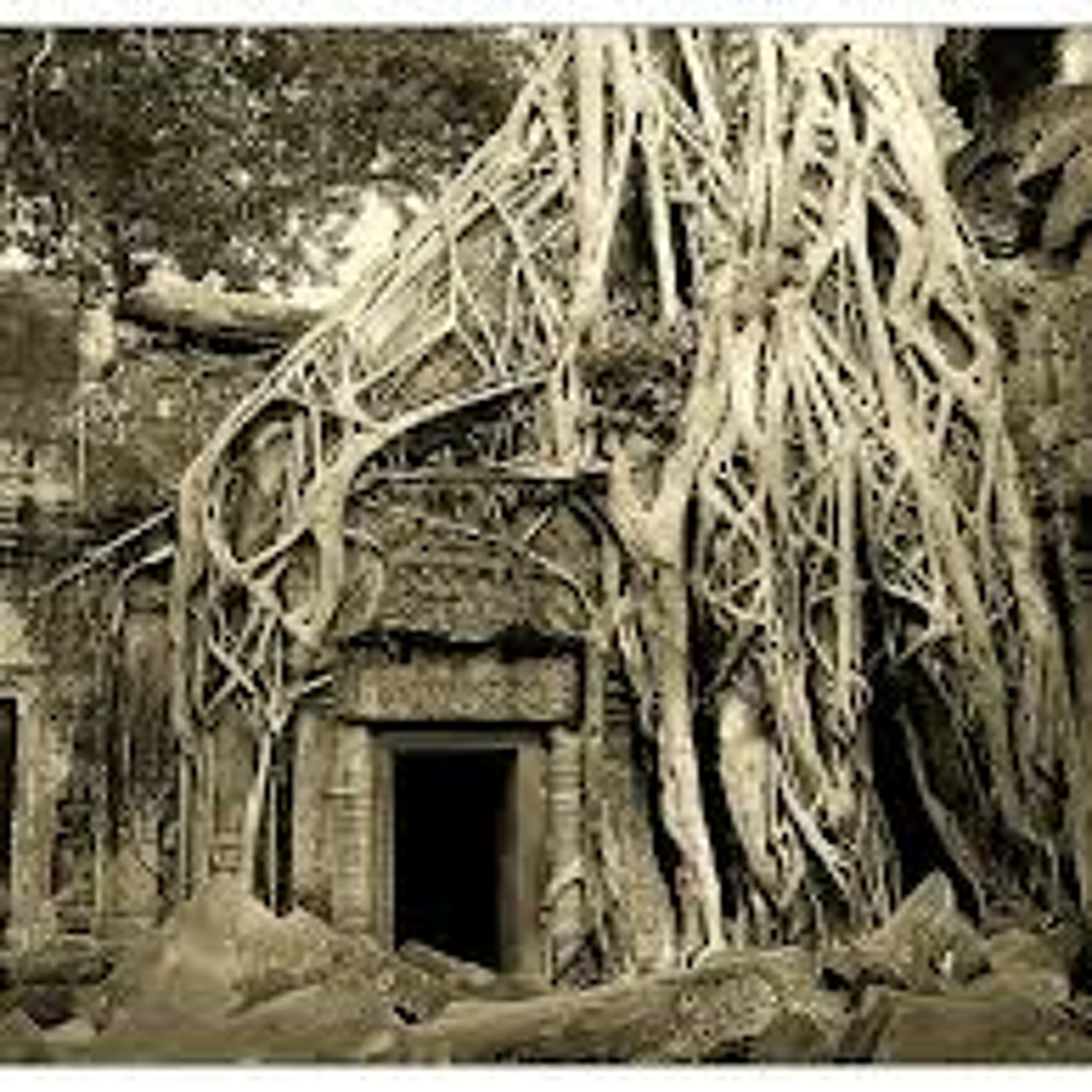 LikeATree
