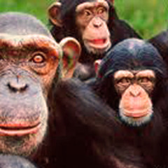 Sencillo rocko diem raeb