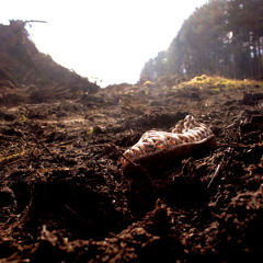 A Big Fat Slice of Pie